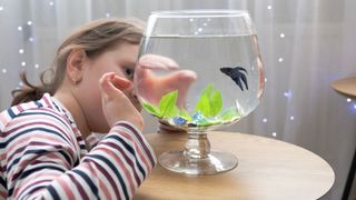 Child looking into glass fish bowl