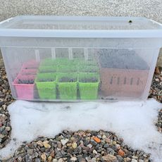 seedlings growing inside a clear plastic tote greenhouse in the snow