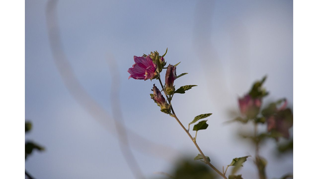 RF 24-240 test shot