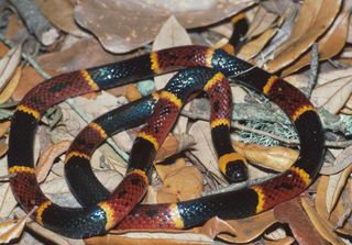 The venomous coral snake is colored in repeating patterns of black, yellow, red and yellow rings — the red rings are surrounded by yellow rings.