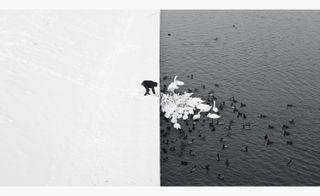 A Man Feeding Swans in the Snow, from the series Simple World, by Marcin Ryczek