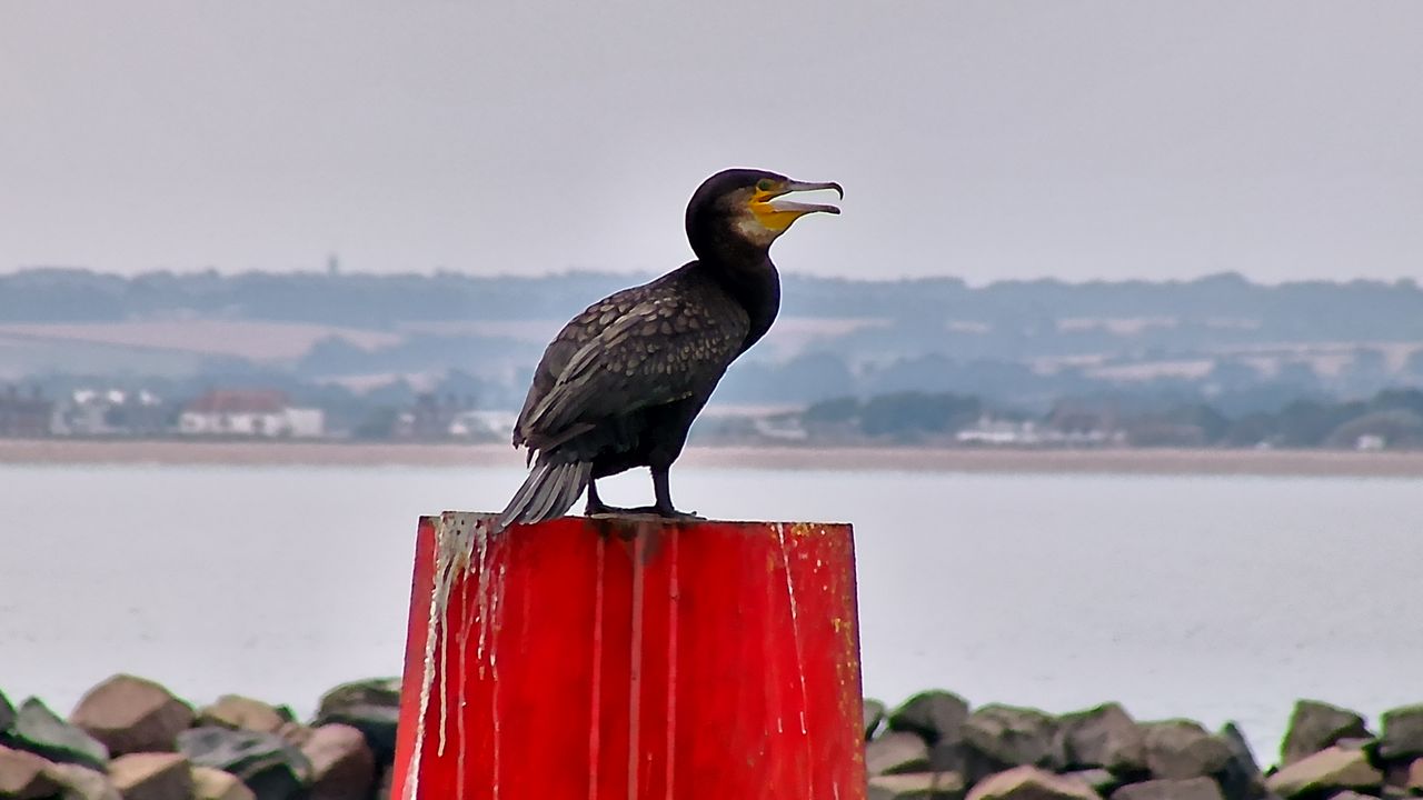 Distant bird photographed using AI spotting scope