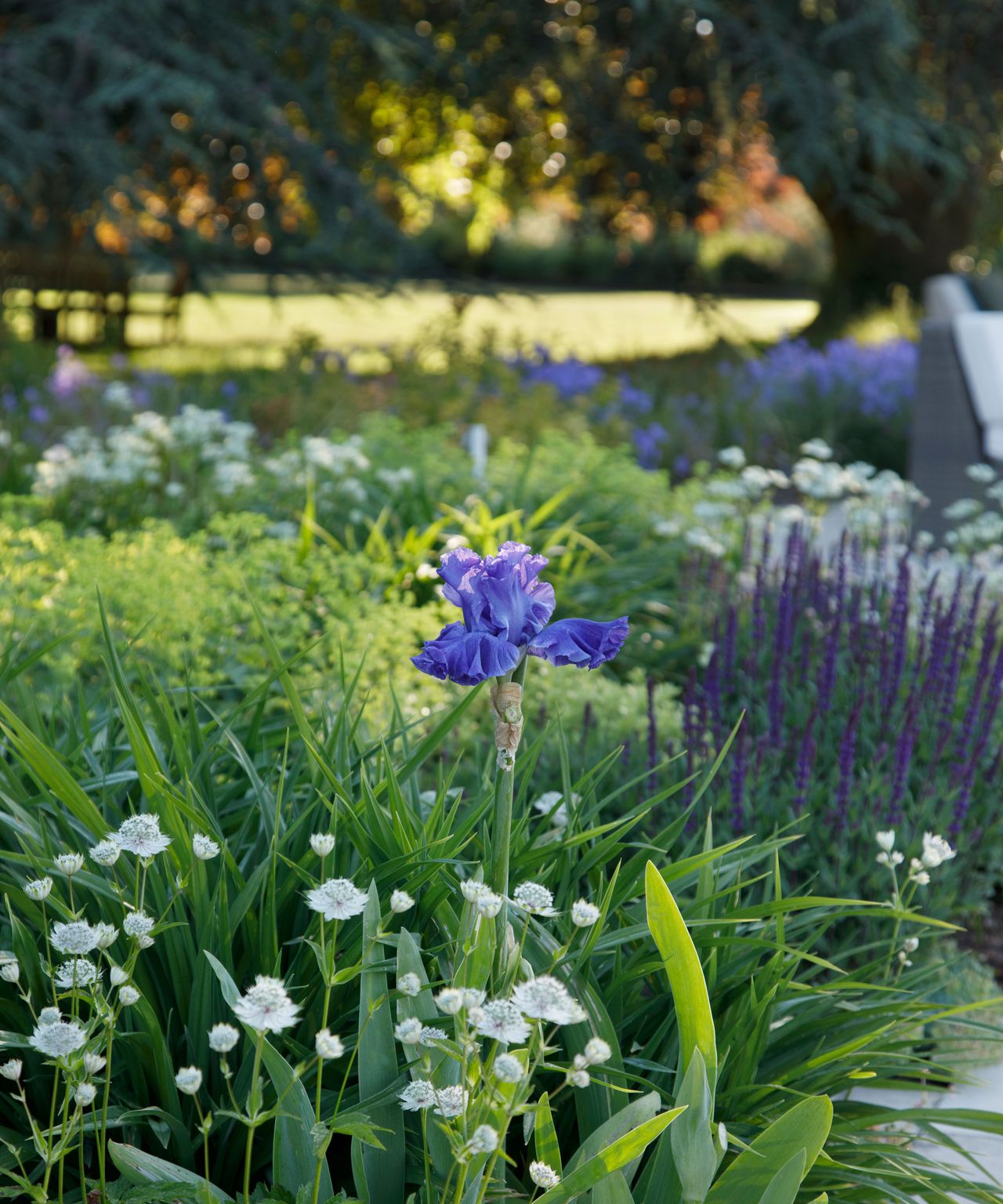 blue and white planting of salvias, iris and astrantia