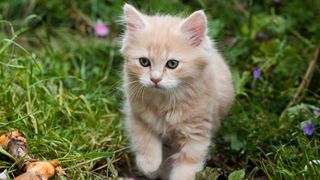 Kitten in garden