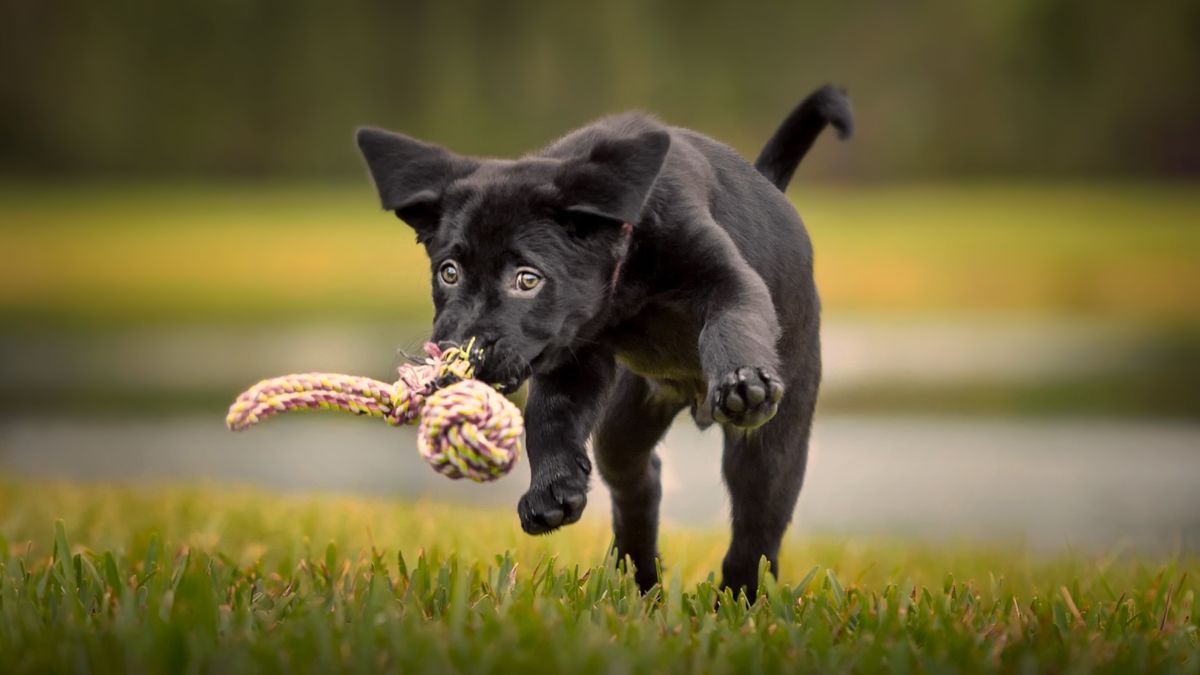 Black labrador puppy sprinting across the grass after one of the best DIY puppy toys