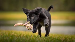 Black labrador puppy sprinting across the grass after one of the best DIY puppy toys