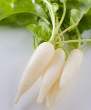 Close up of daikon radishes