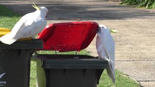 A sulphur-crested cockatoo opens the lid of a garbage can with its bill and left food while a second bird watches.
