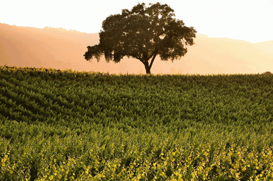 BR Cohn, Sonoma, California