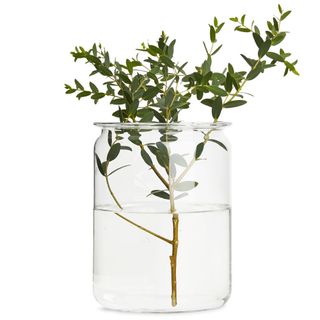 glass vase with plant stem