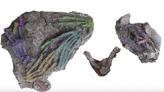 Here we see three images against a white background. Each image has several hand skeletons that are colored digitally in purples, greens and browns.