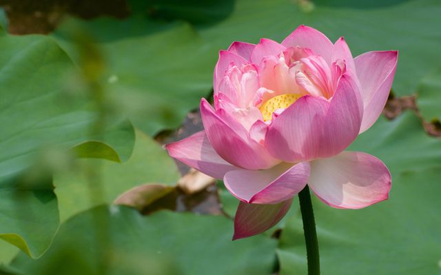 Sacred Lotus flower