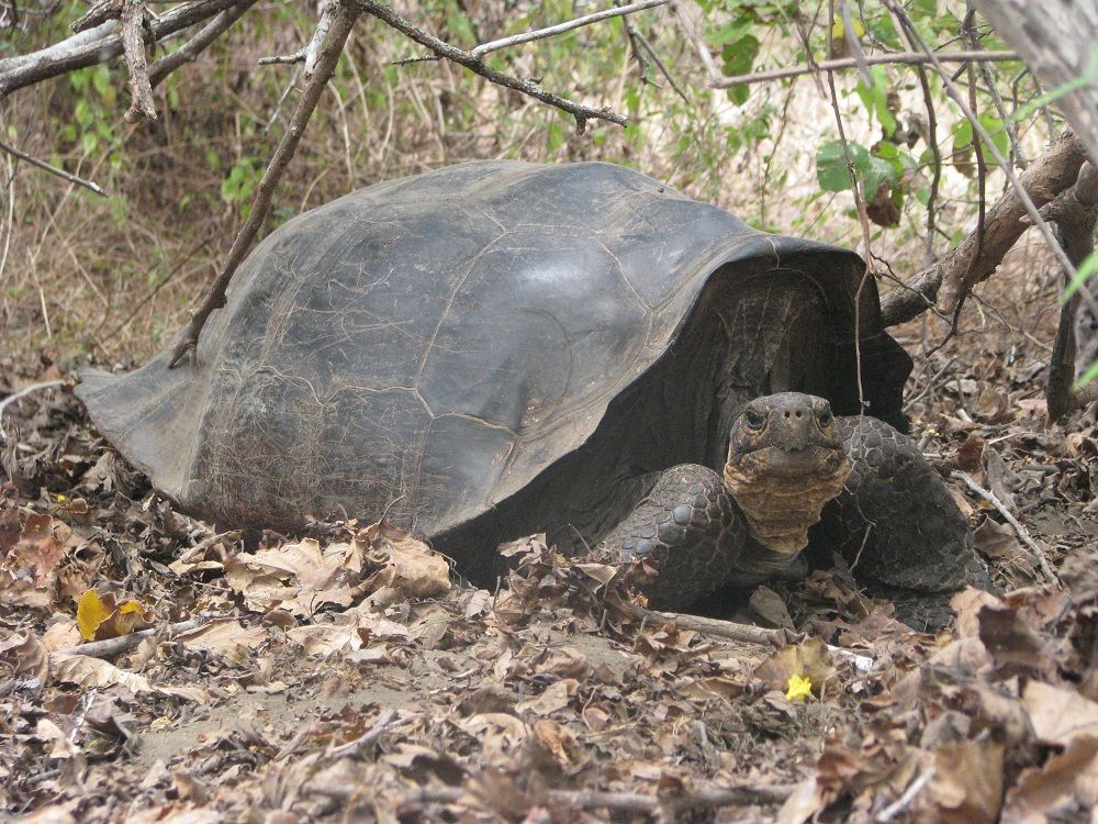 'Extinct' Galapagos Tortoise Reappears | Live Science