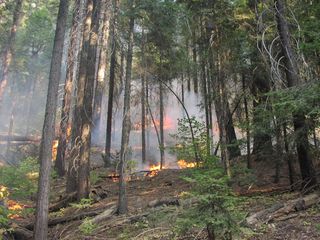 Prescribed burn in forest