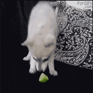 Dog Tasting a Lime