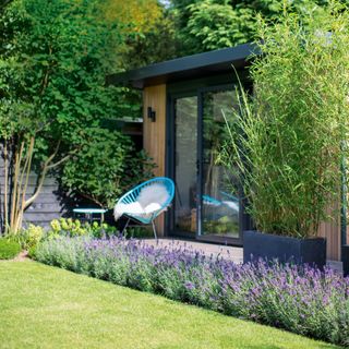Garden with lavender border between lawn and garden room