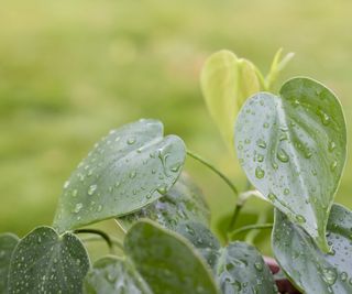 Close up of wet heartleaf philodendron leaves