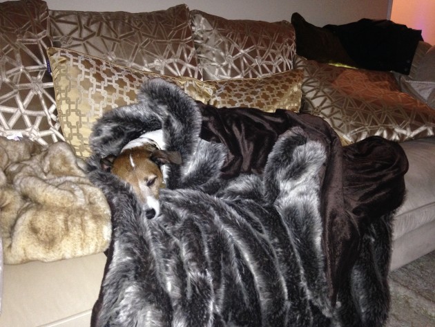 Pringle enjoying a luxurious snooze