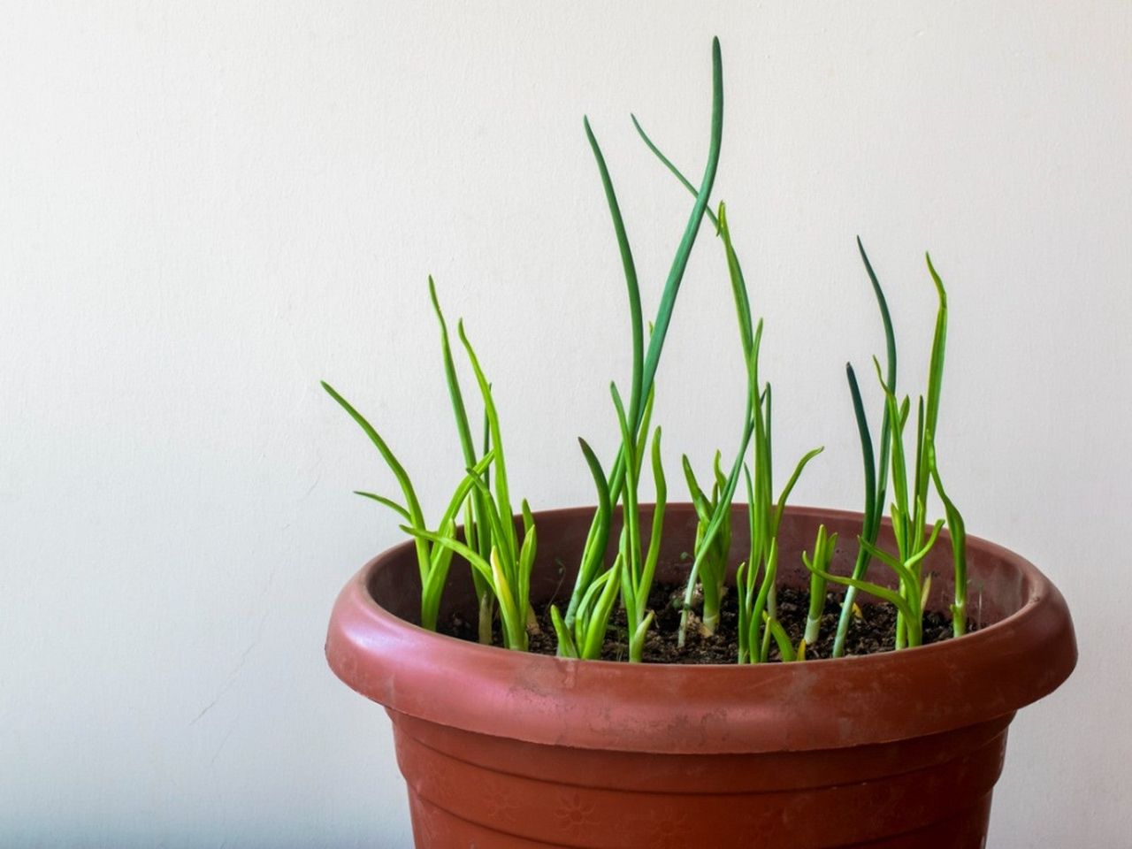 Many garlic seedlings grow in a deep red pot