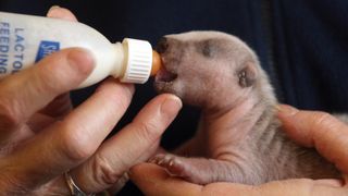 Baby badger being bottle fed