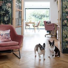 two bulldogs in a living room beside a door leading into an open plan kitchen diner