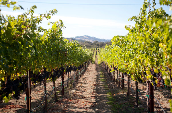 Silver Oak Red Tail grapes