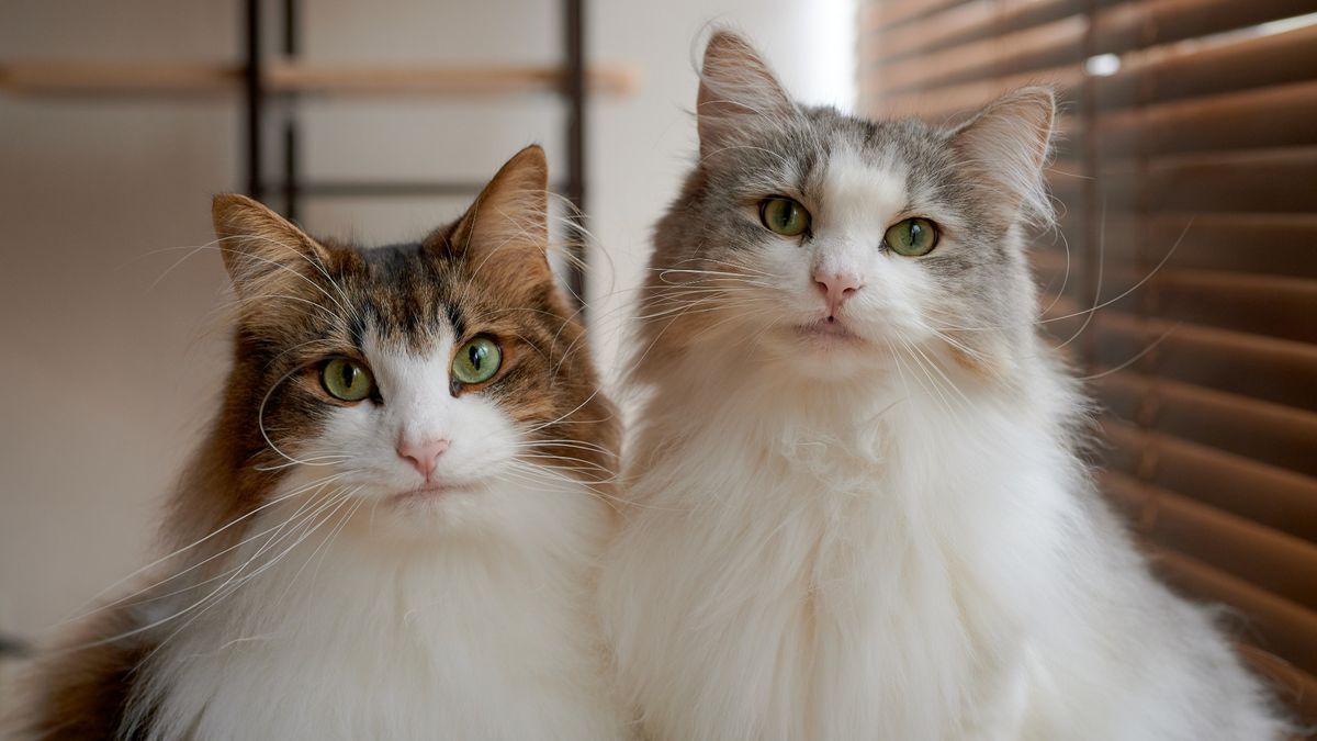 Shot of two Norwegian Forest Cats stood side by side indoors, one of the largest cat breeds