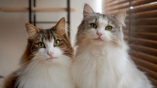 One of the rarest cat breeds, shot of two Norwegian Forest Cats stood side by side indoors