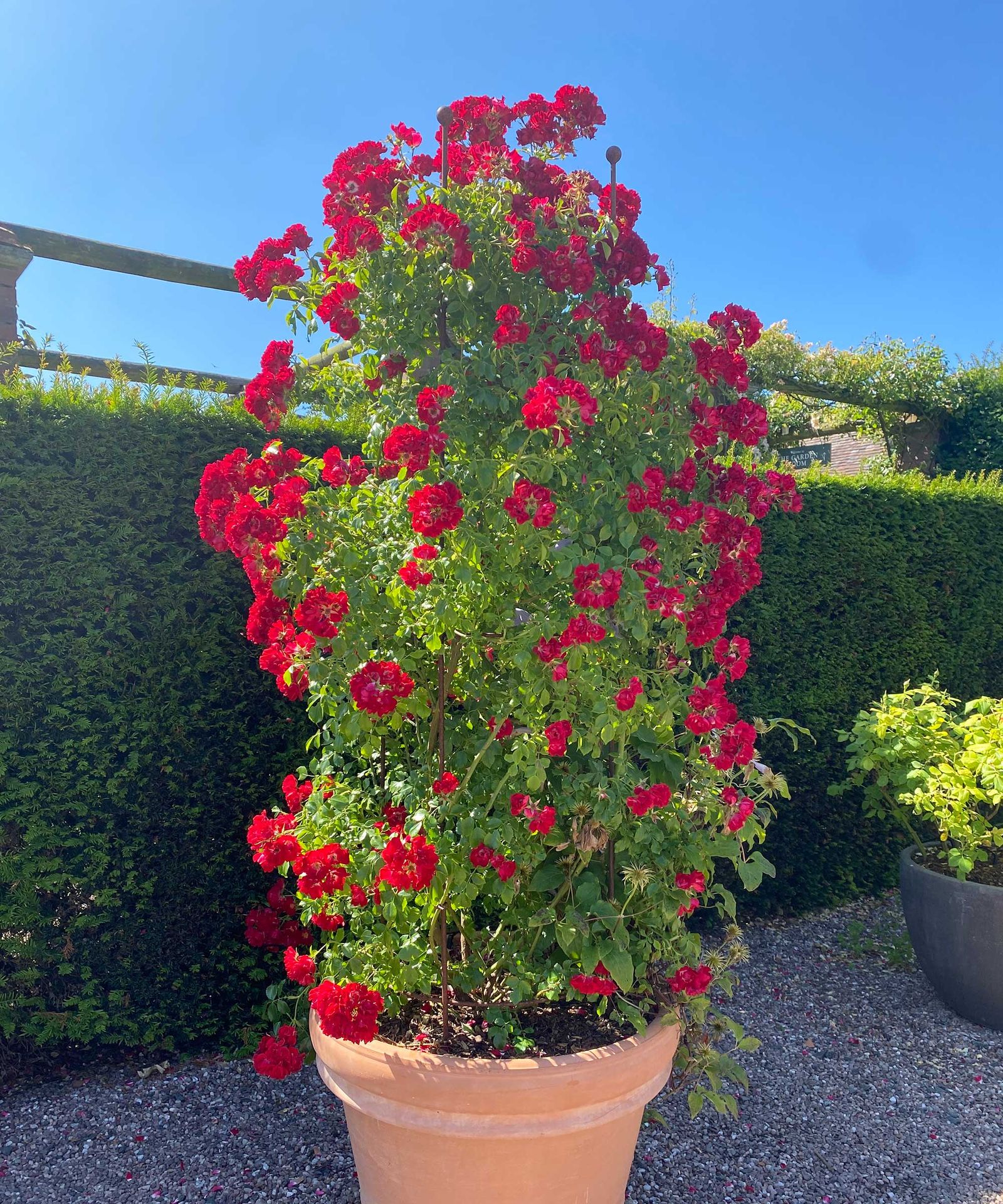 How to plant roses in pots a simple guide Gardeningetc