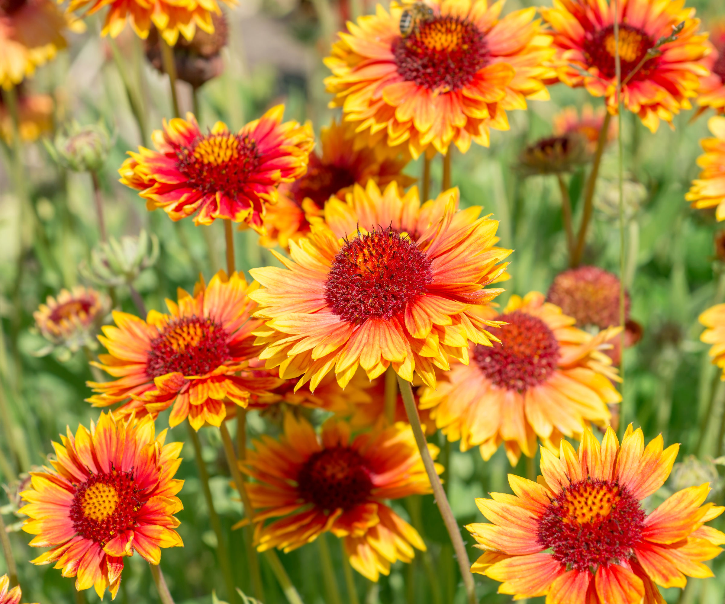 gaillardia flowers in garden display