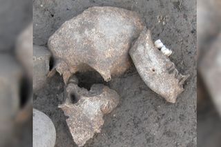 Human remains found at the Celtic site of Le Cailar in southern France.