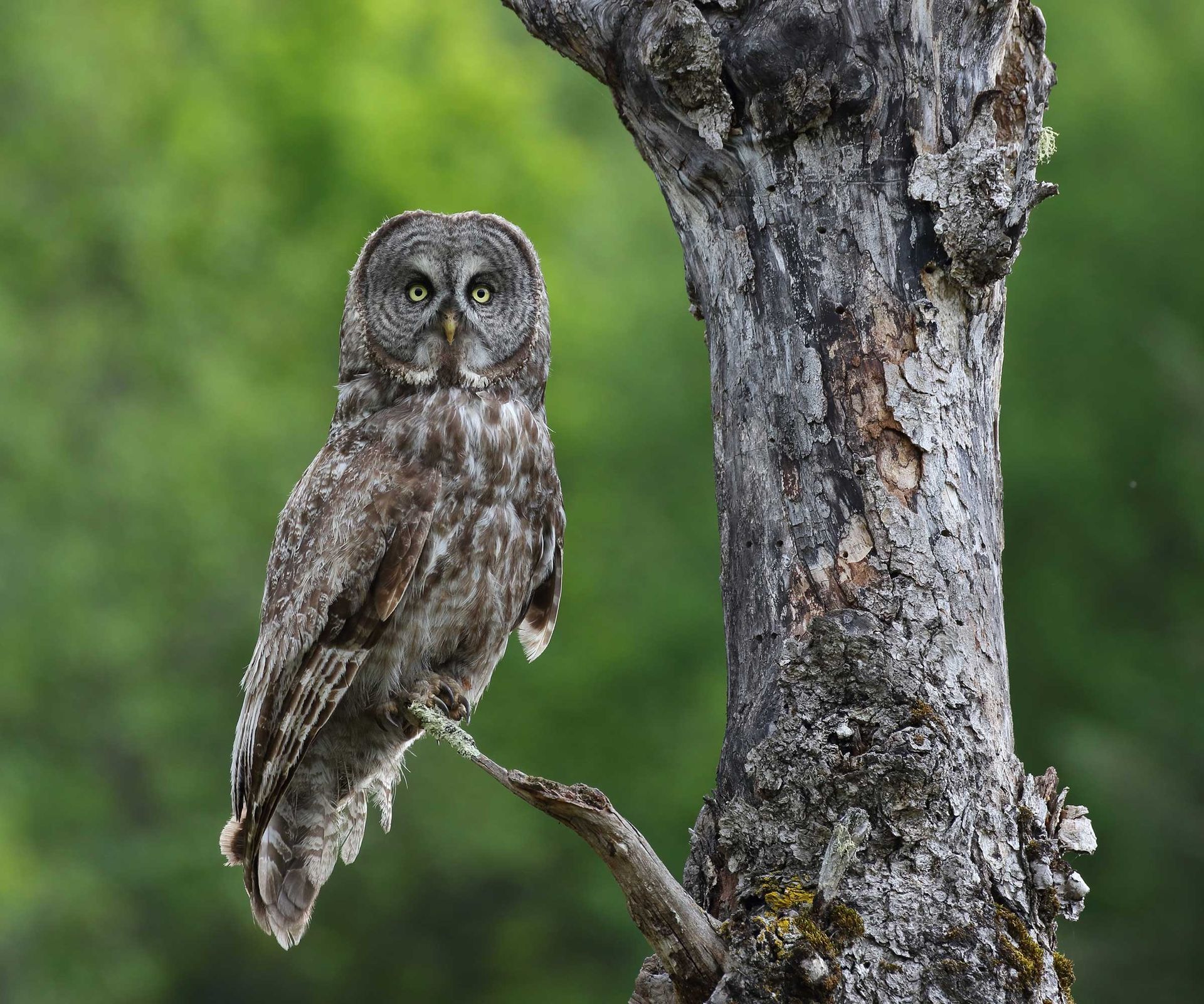 How to attract owls to your yard pro tips to try Homes & Gardens
