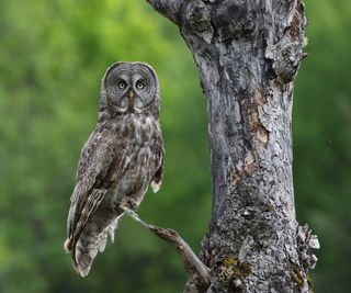 great gray owl in a tree