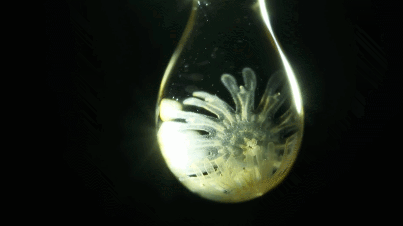 Nikon Small World in Motion video of jellyfish larvae suspended in water droplets