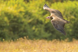 How to photograph birds in flight