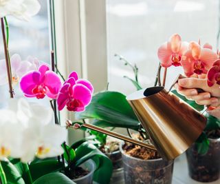 Feeding orchids on a windowsill