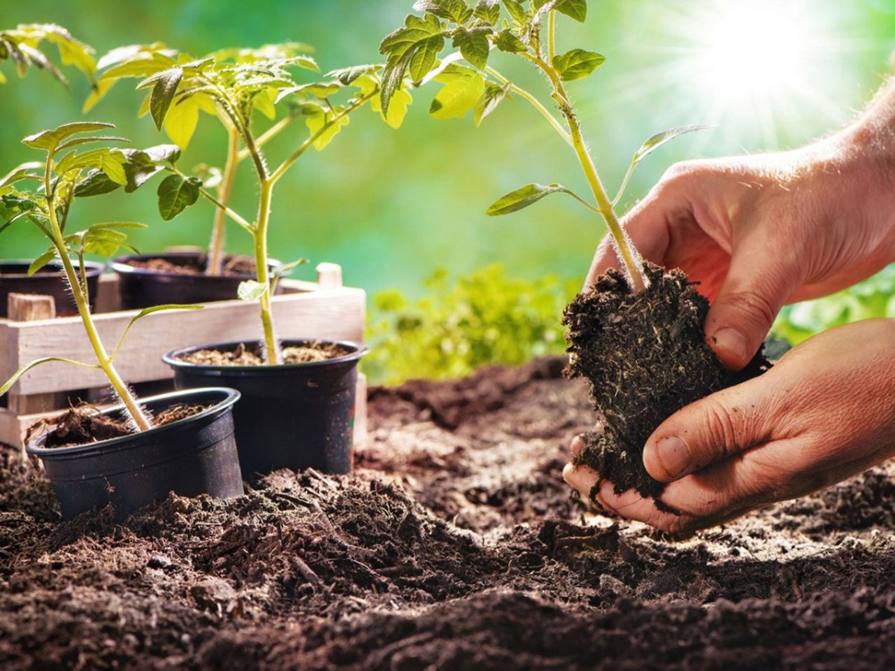 Hands Planting A Small Plant In Soil