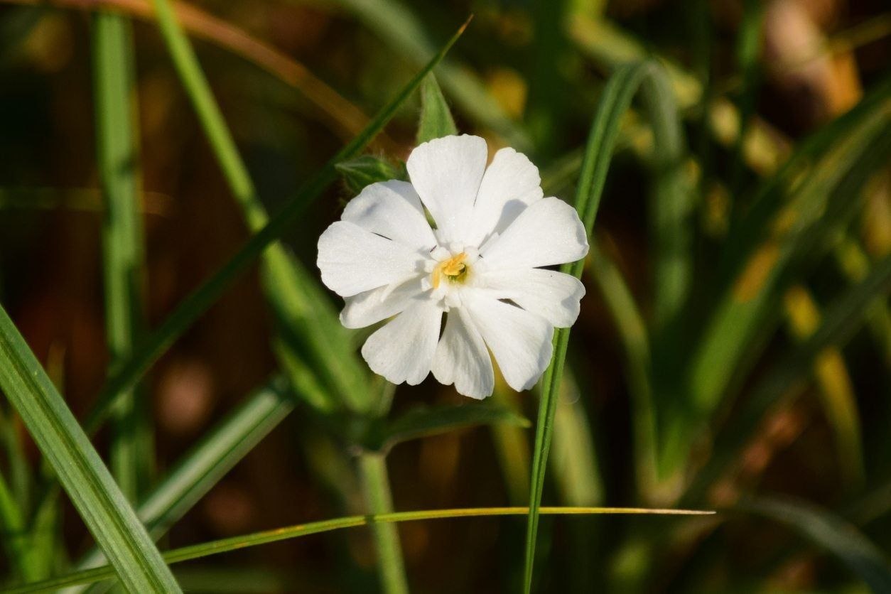 White Campion Weed