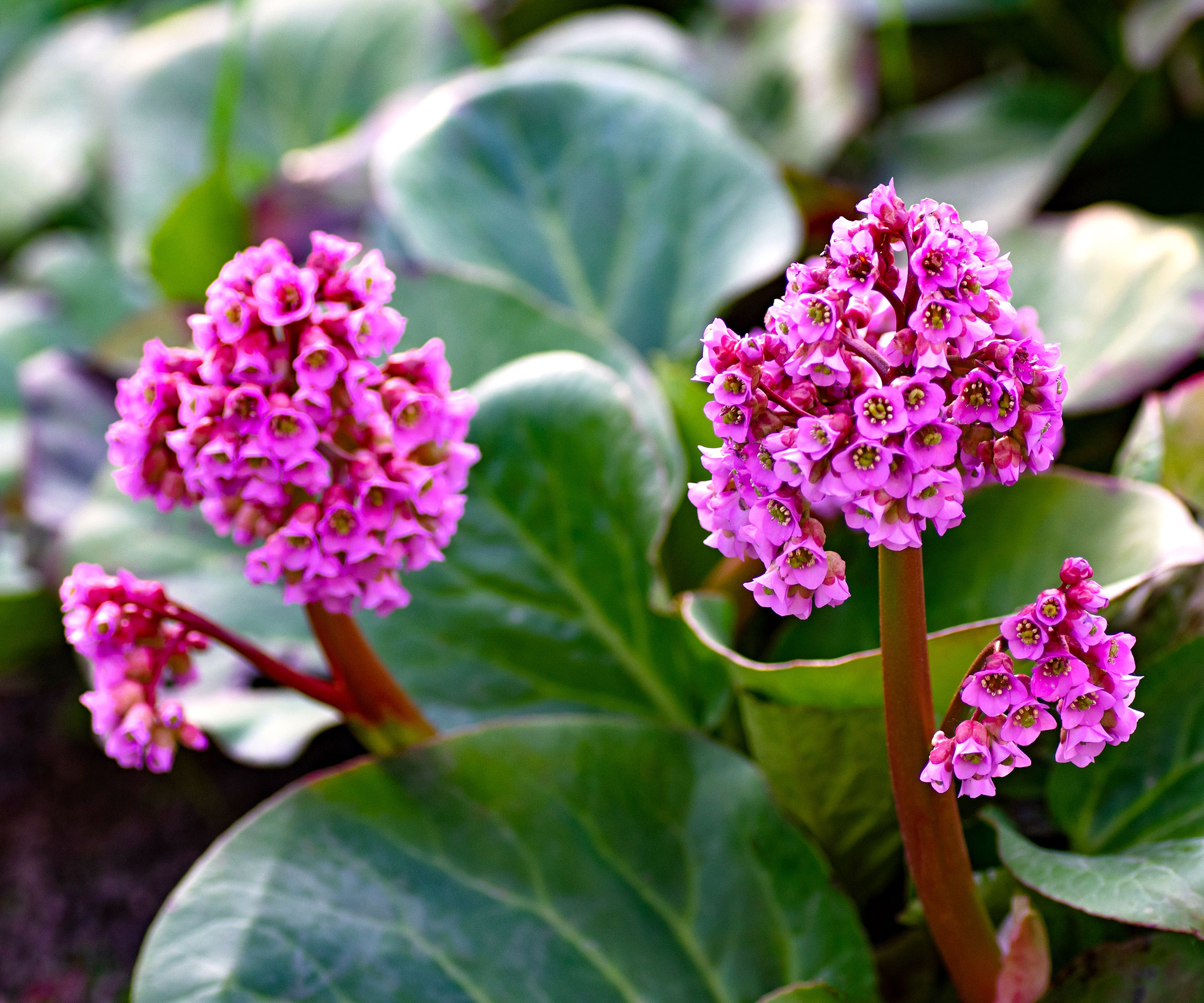 pigsqueak plants flowering in garden border