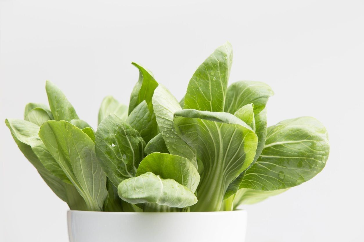 Bok Choy Growing In White Pot