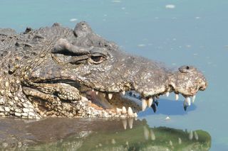 A Cuban crocodile.