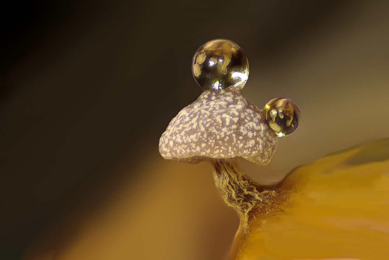 Entrant to the Nikon Small World Photomicrography Competition