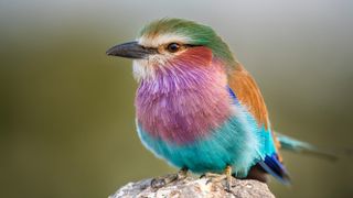 Lilac-breasted roller