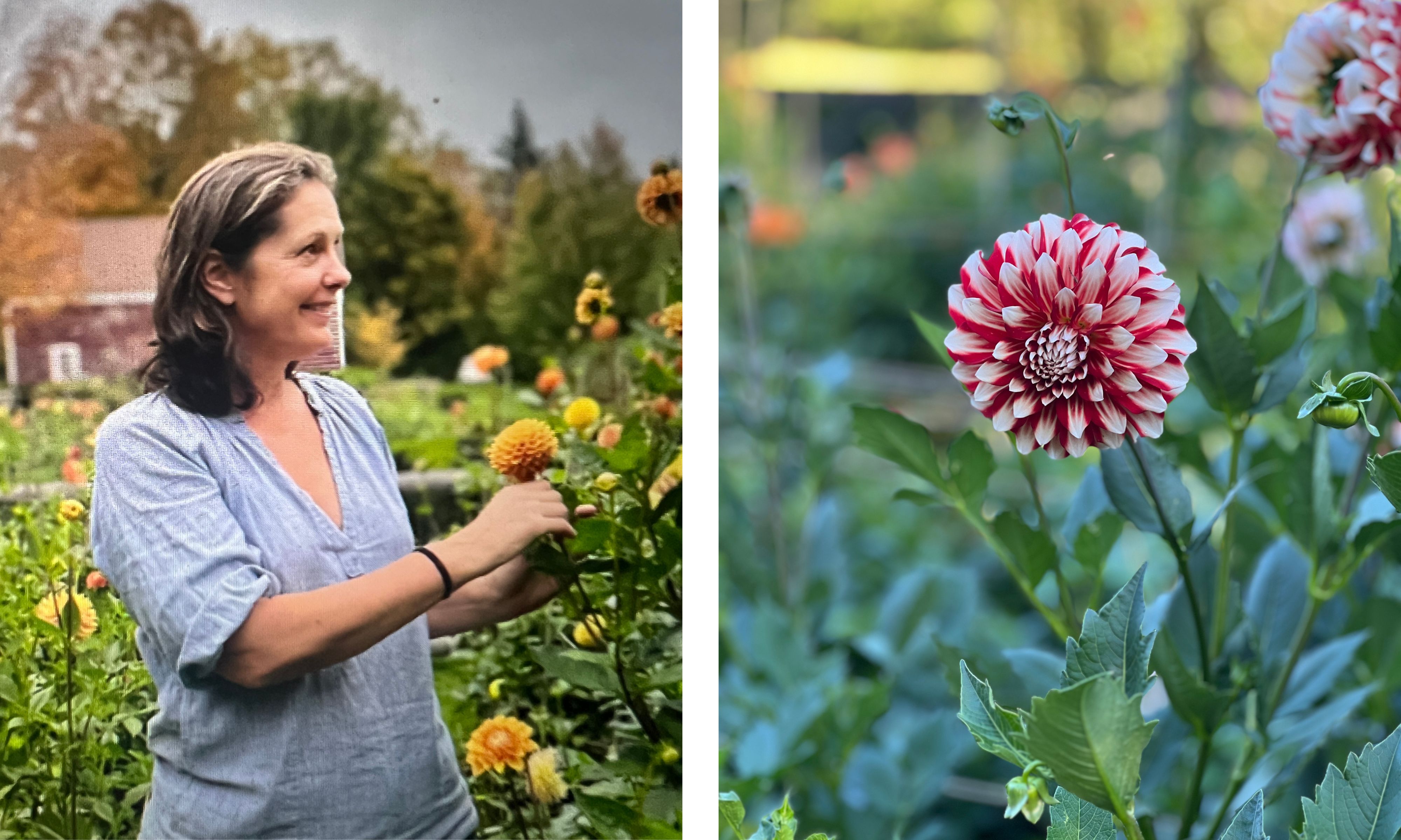 Dahlias in a cutting garden during summer