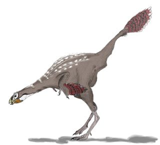 Caudipteryx, avian ancestors, flying dinosaurs, feathered dinosaurs,