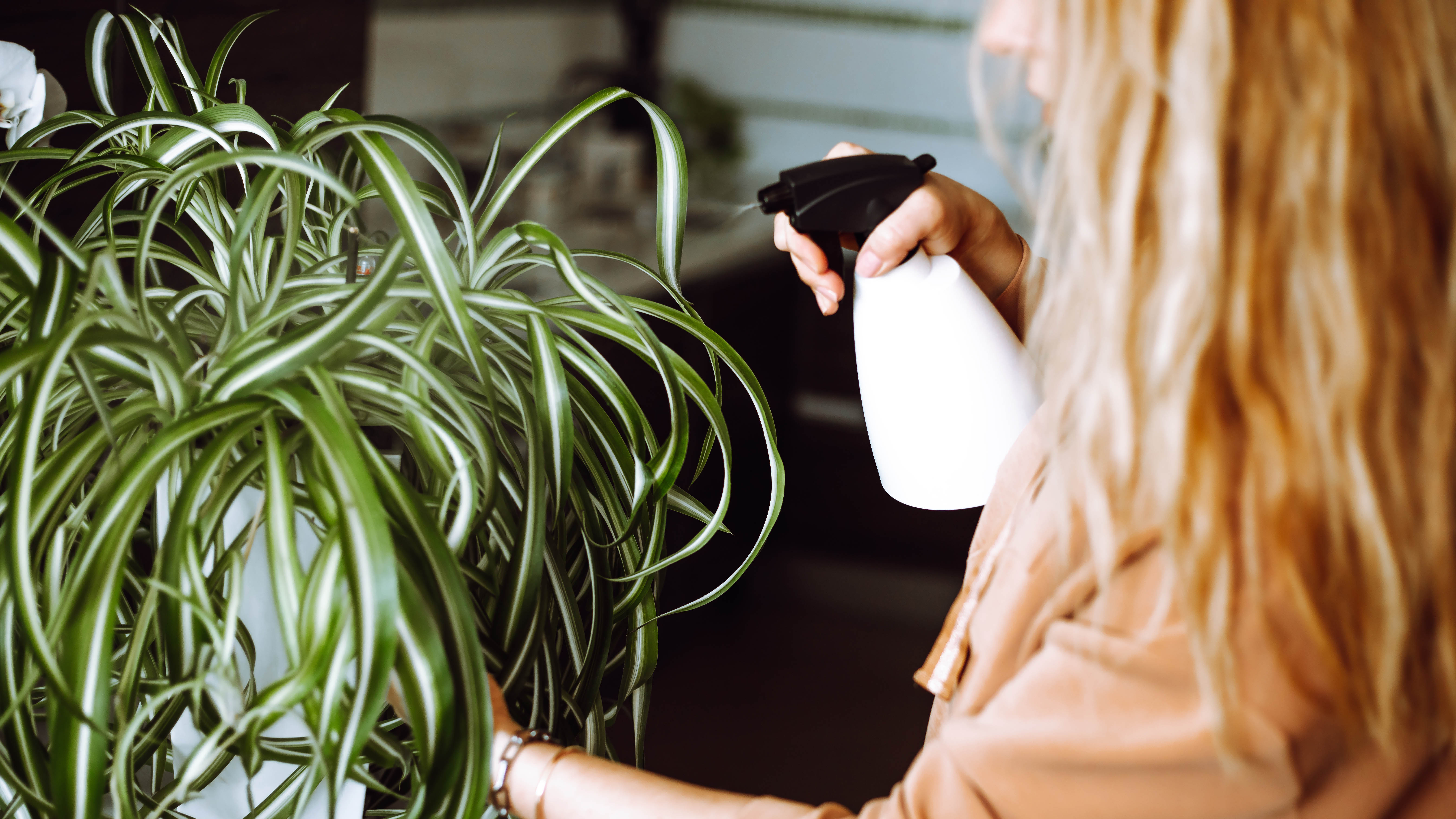 Woman spraying spider plants with a spray bottle