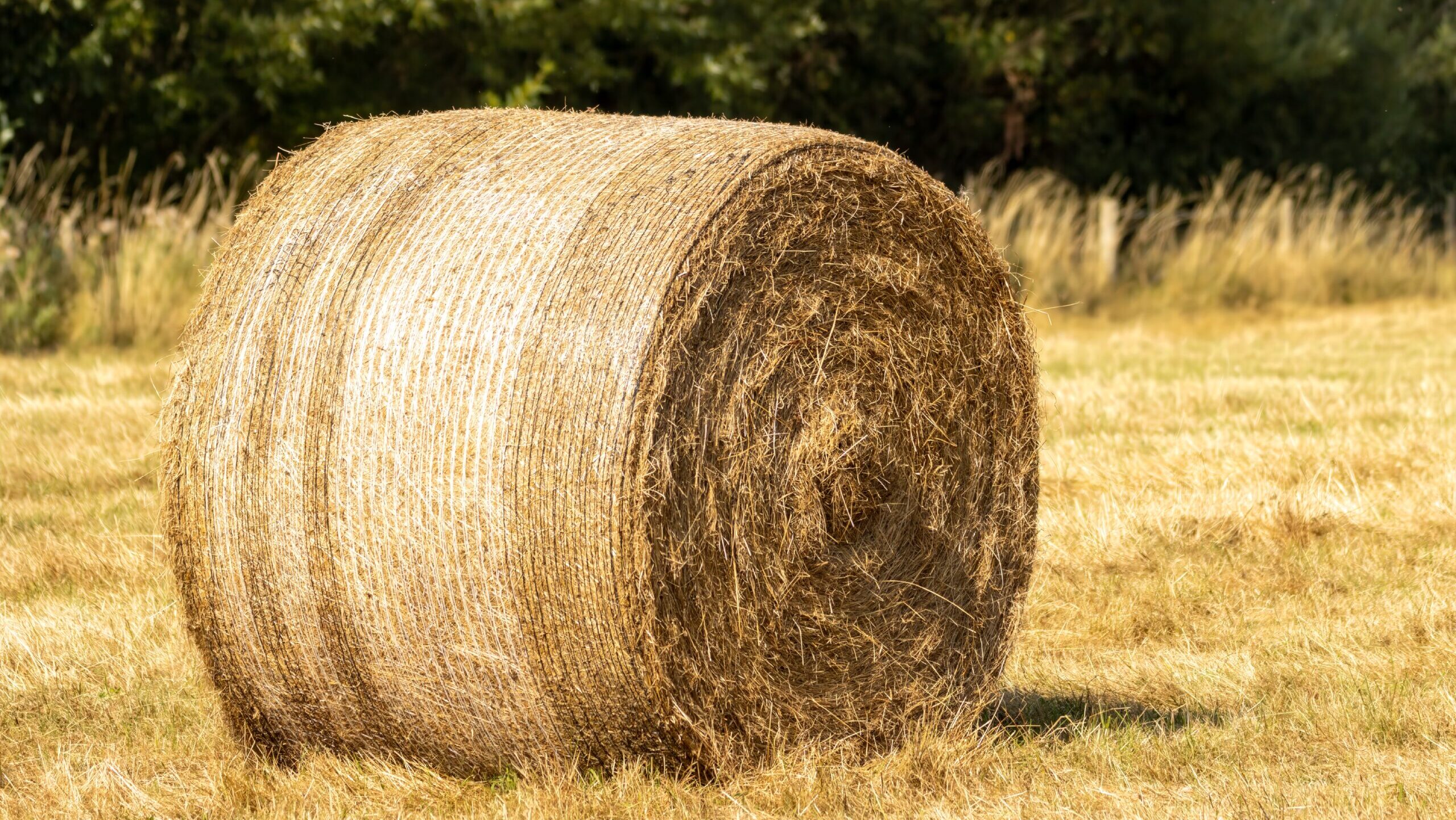 Round bale of hay in field