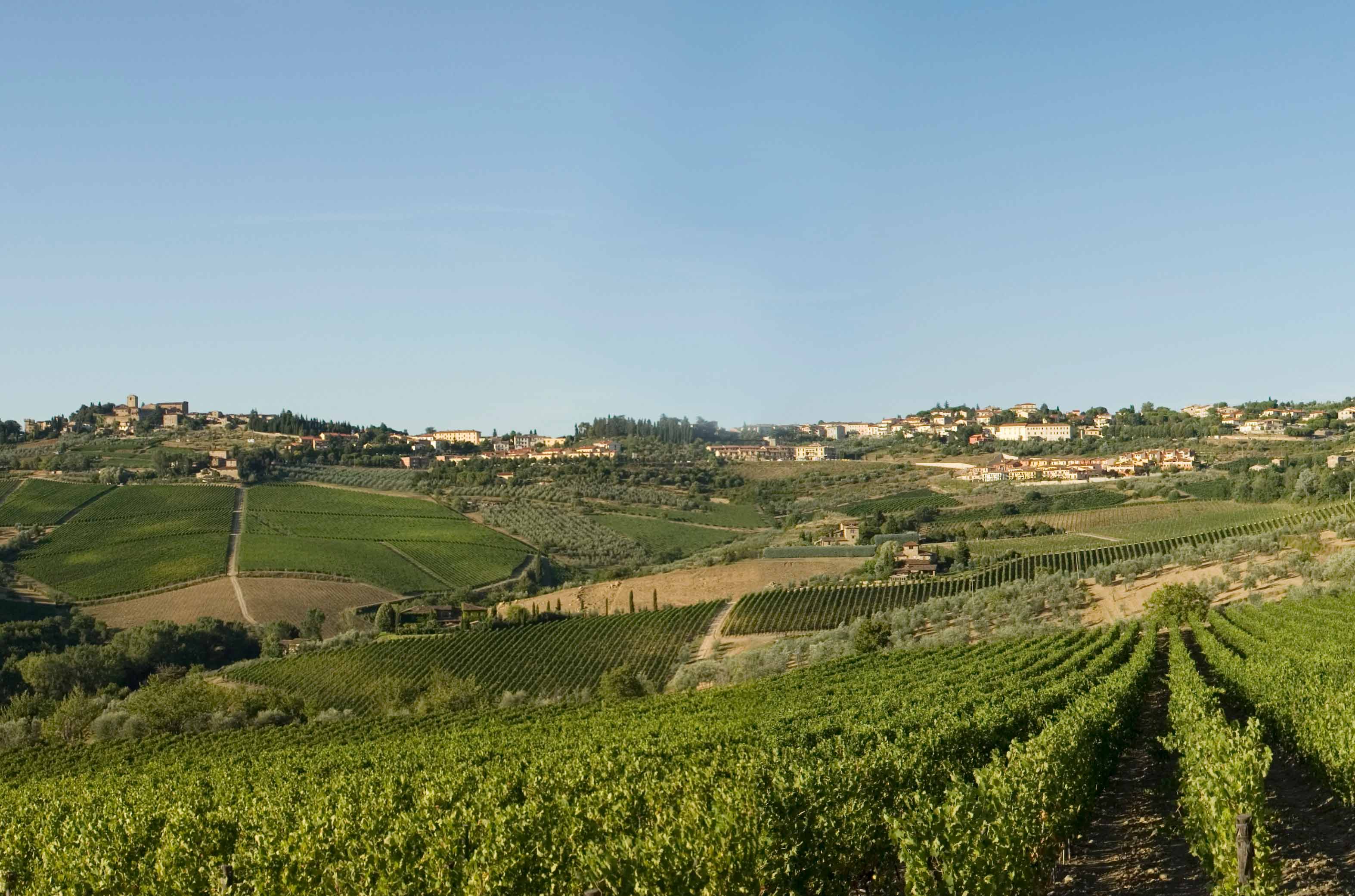 Fontodi-vineyards.jpg