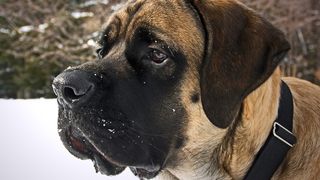 English Mastiff