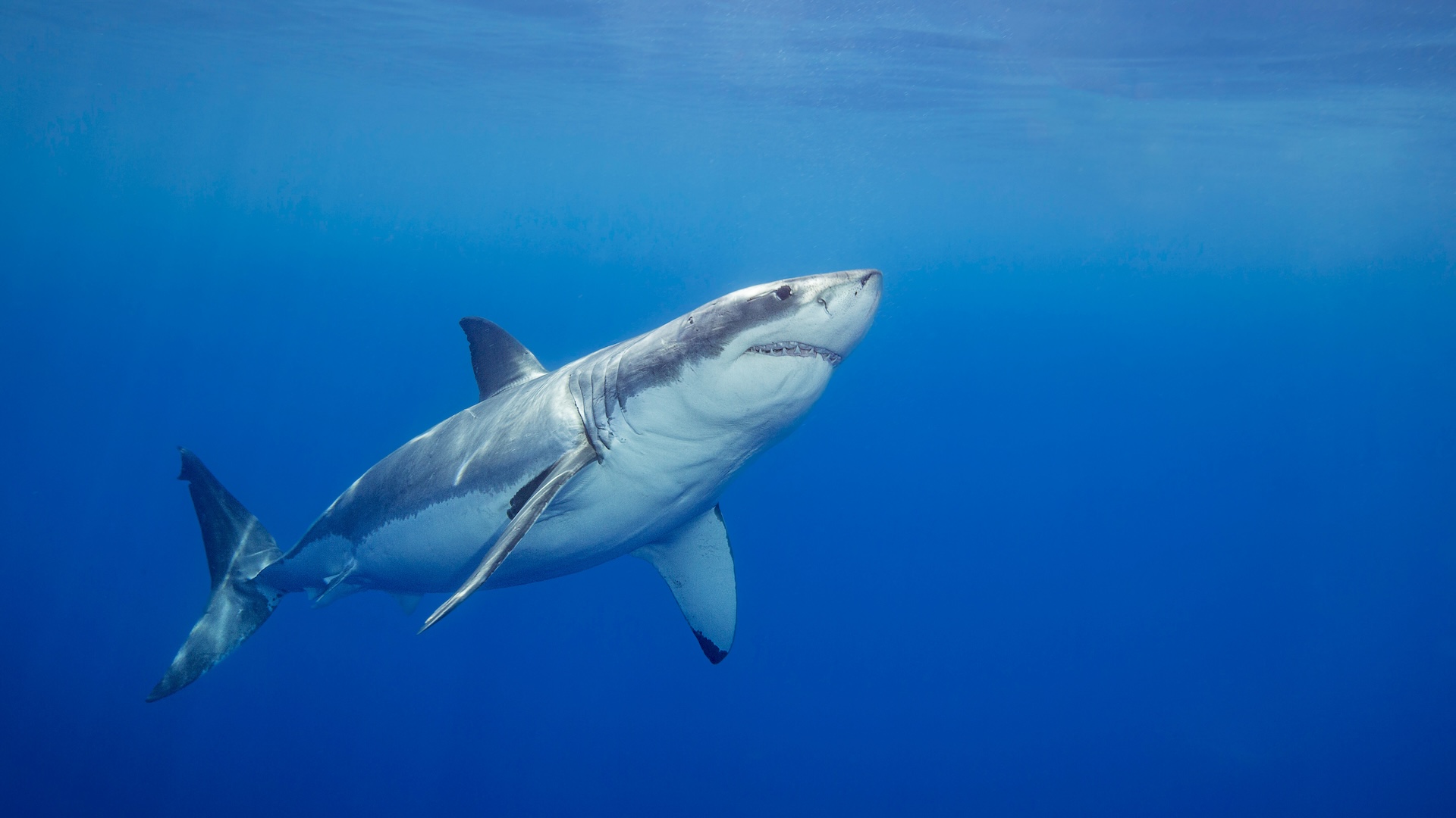 a great white shark swimming underwater